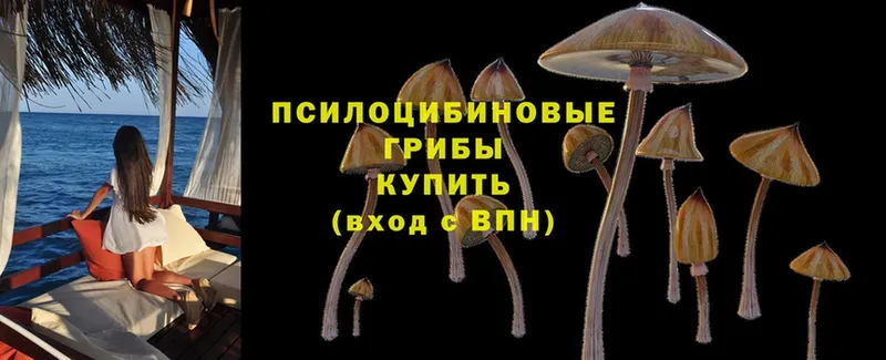 Псилоцибиновые грибы Psilocybe  Нерюнгри 